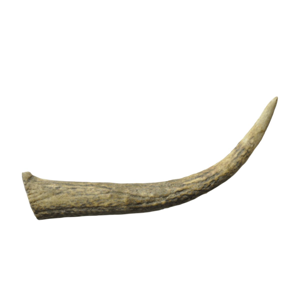 Watch and Grow  Whole Deer Antler  Naturally Shed  Long Lasting Dog Treat