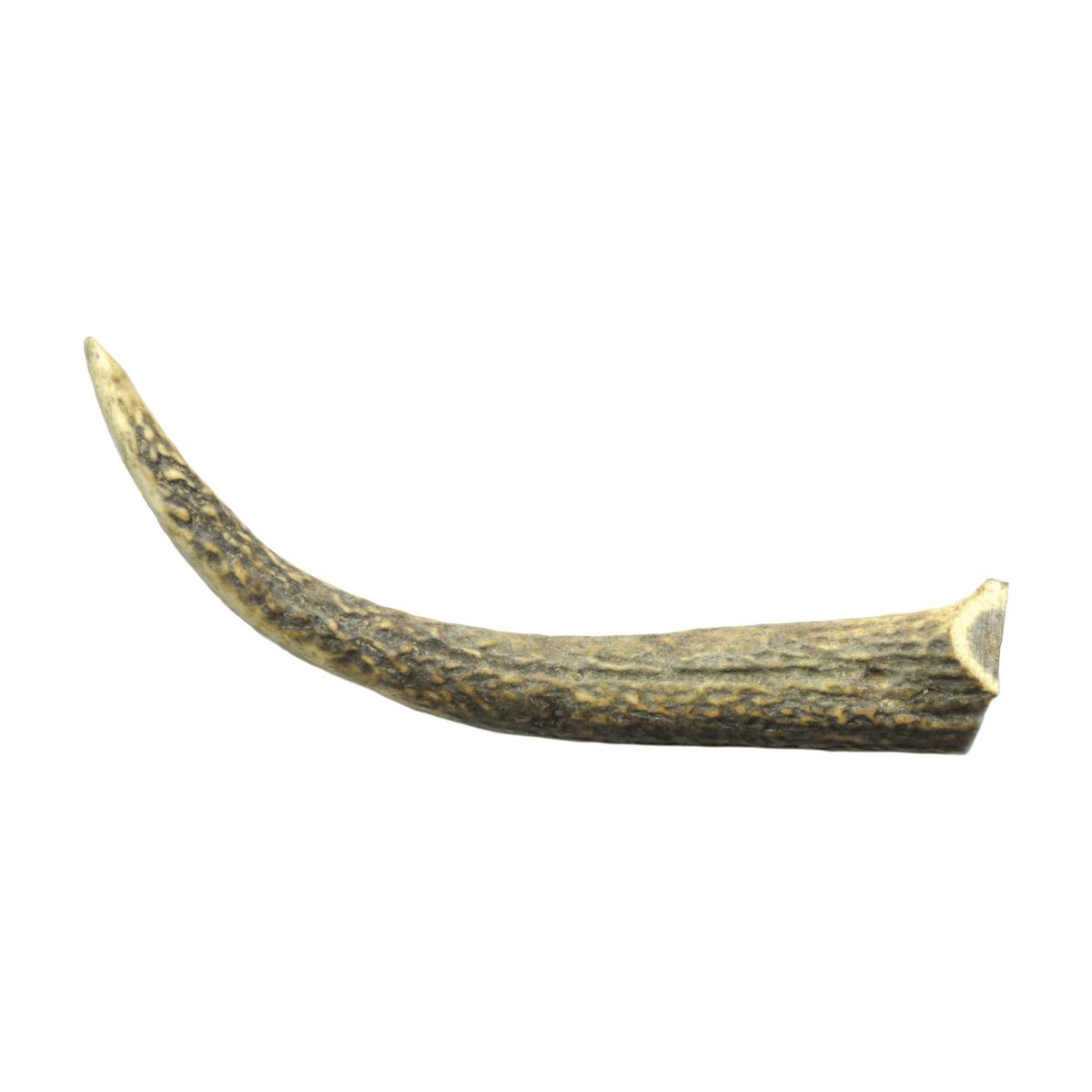 Watch and Grow  Whole Deer Antler  Naturally Shed  Long Lasting Dog Treat