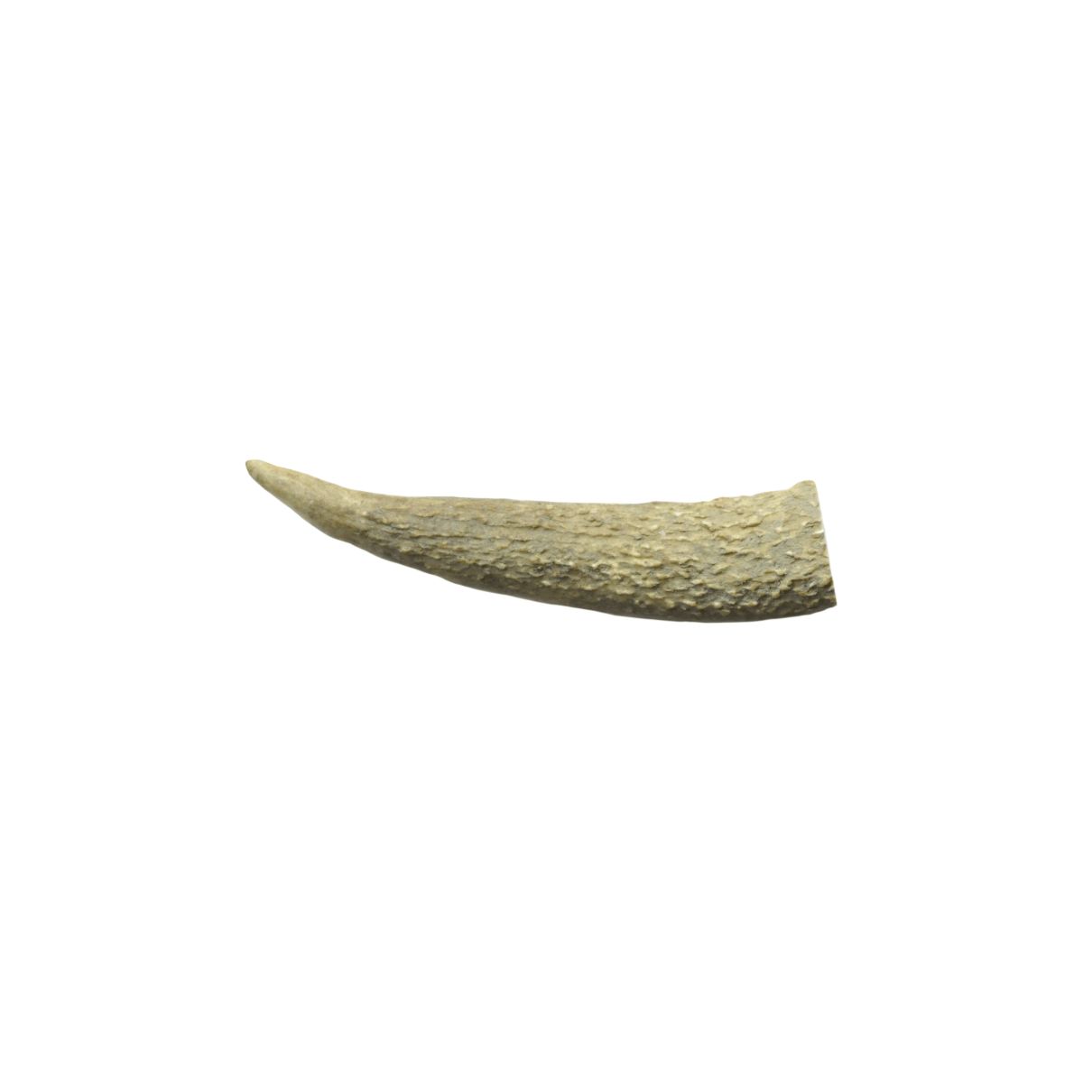 Watch and Grow  Whole Deer Antler  Naturally Shed  Long Lasting Dog Treat